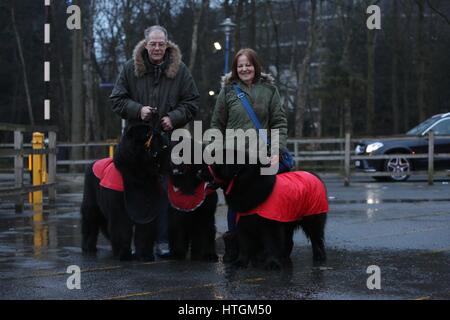 Crufts, Birmingham, UK. 12 mars 2017. 3 Newfounflands & leurs gens arrivent pour la dernière journée de Crufts 2017. ©Jon Freeman/Alamy Live News Banque D'Images