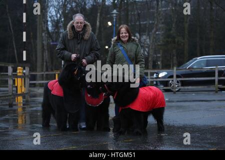 Crufts, Birmingham, UK. 12 mars 2017. 3 Newfounflands & leurs gens arrivent pour la dernière journée de Crufts 2017. ©Jon Freeman/Alamy Live News Banque D'Images