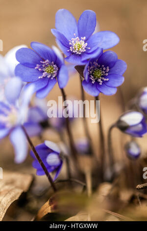 Hepatica nobilis Kidneywort Liverleaf ou Liverwort Blooming début du printemps Hepaticas Blue Flowers Garden hepatica floraison Fermer les fleurs hepatica Banque D'Images
