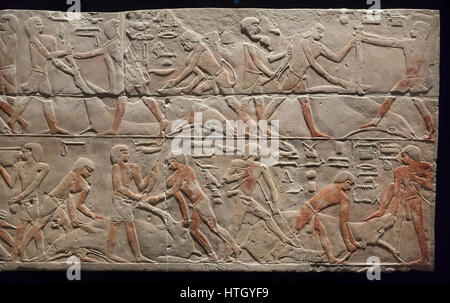 L'abattage de bovins. L'allégement de Saqqara calcaire égyptien, environ 2300 avant J.-C., 17e dynastie, ancien royaume de l'Égypte ancienne, à l'affiche dans le Staatliches Museum Agyptischer Kunst (Musée d'état de l'art égyptien) à Munich, Bavière, Allemagne. Banque D'Images