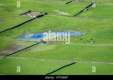 Vue aérienne de la vallée avec les champs de ferme, étang et vaches dans l'île Terceira en Açores Banque D'Images