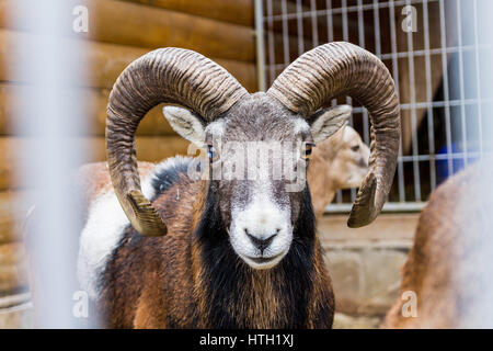 Portrait Ovis ammon. Moutons sauvages. Animal. Clouse. Banque D'Images