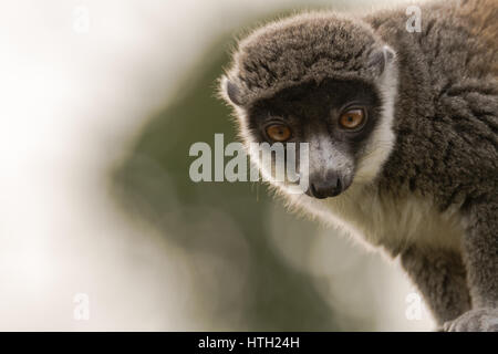 Mangouste Eulemur mongoz (lemur) sur la tête. Dans le primate arboricole femelle famille Lemuridae, originaire de Madagascar et des îles Comores Banque D'Images