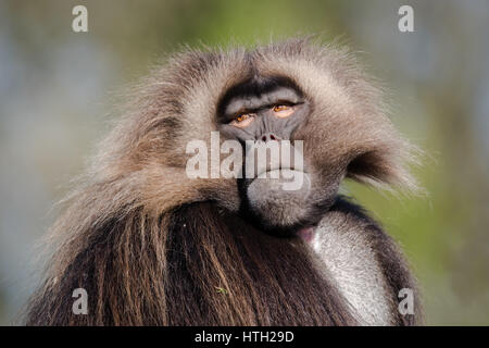 Gélada (Theropithecus gelada mâle). Portrait du singe vervet, endémique dans les hautes terres éthiopiennes, étroitement liés à des babouins Banque D'Images