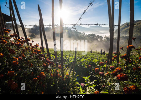 Lever du Soleil avec du brouillard sur les fraisiers en champ plantation Angkhang, hautes terres du nord de la Thaïlande Chiangmai Banque D'Images