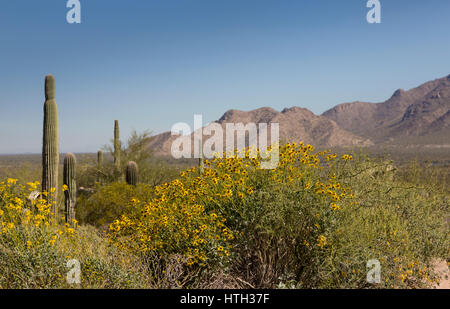 Marguerite jaune fleurs sauvages du désert en Amérique du Sud-ouest. L'emplacement est Picacho Peak State Park, Eloy, Arizona, USA. La floraison, printemps arbuste commun Banque D'Images