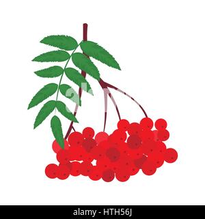 Branche de l'icône rouge rowan Illustration de Vecteur