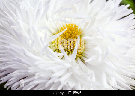 Cultivar Jardin Anglais blanc fleur Marguerite Banque D'Images