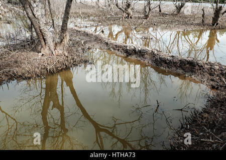 La forêt de mangrove à sec à Ca Mau, le Viet Nam, groupe d'arbres séchées réfléchir sur l'eau, la déforestation à l'effet de la situation de l'environnement, catastrophes peuvent rendre Banque D'Images