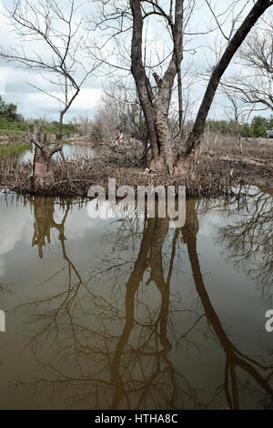 La forêt de mangrove à sec à Ca Mau, le Viet Nam, groupe d'arbres séchées réfléchir sur l'eau, la déforestation à l'effet de la situation de l'environnement, catastrophes peuvent rendre Banque D'Images