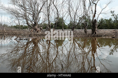 La forêt de mangrove à sec à Ca Mau, le Viet Nam, groupe d'arbres séchées réfléchir sur l'eau, la déforestation à l'effet de la situation de l'environnement, catastrophes peuvent rendre Banque D'Images