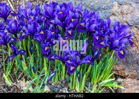 Iris reticulata 'Pixie' la floraison au début du printemps Banque D'Images