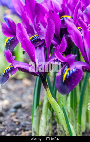 Iris reticulata George close up plant Banque D'Images