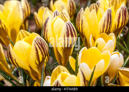 Crocus chrysanthus 'Gypsy Girl' la floraison au début du printemps Banque D'Images