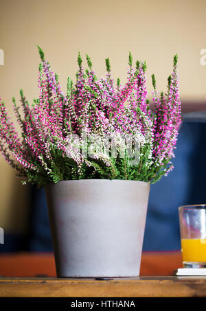 Heather dans un pot (Calluna vulgaris) sur table en bois Banque D'Images