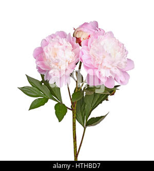 La tige, les feuilles et les fleurs d'un rose et blanc, de type anémone du lu sur un fond blanc. Banque D'Images
