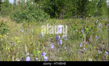 Bell mauve fleur sauvage en Colombie-Britannique, Canada Banque D'Images