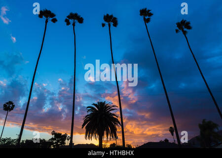 De hauts palmiers en silhouette contre un ciel coucher de soleil spectaculaire, à Los Angeles, Californie. Banque D'Images