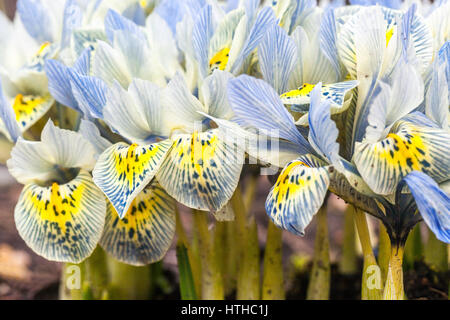 Fleurs à pointe bleue des fleurs d'Iris reticulata 'Katharine Hodgkin' Banque D'Images