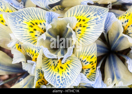 Iris reticulata ' Katharine Hodgkin ' Close up flower Banque D'Images