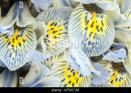 Iris reticulata ' Katharine Hodgkin ' close up pétales Banque D'Images