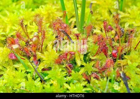 Oblong-leaved Sundew (Drosera intermedia) Banque D'Images