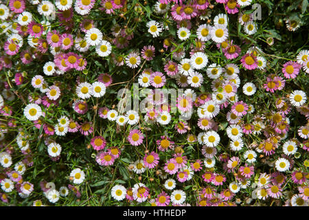 L'Erigeron karvinskianus, close-up de fleurs, des jardins perdus de Heligan, Cornwall, UK Banque D'Images