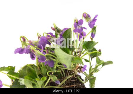 Bouquet de violette, Viola odorata, sur fond blanc. Banque D'Images