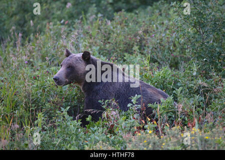 Ours grizzli en pré vert Glacier National Park, Montana Banque D'Images