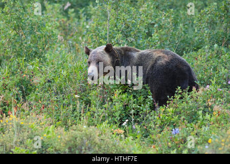 Ours grizzli en pré vert Glacier National Park, Montana Banque D'Images