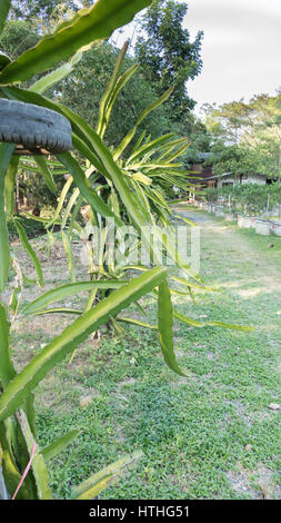 Fruit du dragon ou Pitaya Pitaya (plantation) en Thaïlande Hylocereus undatus Banque D'Images