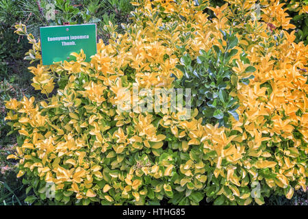 Dans l'arboretum est l'expansion d'une usine de Bush 'arbre' la fusée japonaise avec un beau jaune et vert feuilles, qui vient du Japon. L'arboretum Banque D'Images