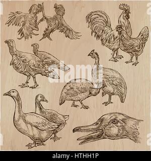 Animaux de ferme dans le monde entier. Les oiseaux. Un hand drawn vector illustrations. Collection. Modifiable dans des couches et des groupes. Illustration de Vecteur