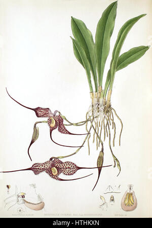 Woolward - le genre Masdevallia Masdevallia - chimera var. backhousiana Banque D'Images