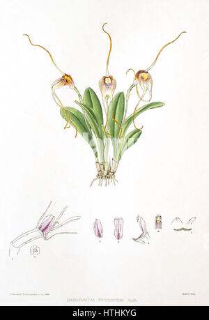 'Le genre Masdevallia - Masdevallia fulvescens' de Woolward est une illustration botanique représentant l'espèce d'orchidée Masdevallia fulvescens. L'œuvre se concentre sur les caractéristiques délicates de la fleur, mettant en valeur sa structure unique et ses couleurs vibrantes. Il fournit un aperçu scientifique de l’apparence de l’espèce et est un exemple d’illustration botanique précise. Banque D'Images
