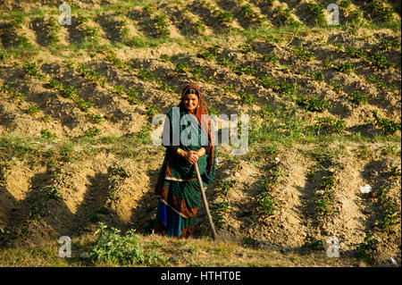 Vieille Femme indienne en vêtements traditionnels qui travaillent sur le terrain à Champawatt ville, collines du Kumaon, en Inde Banque D'Images