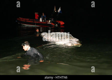 Retraite baleine morte sur une plage de Majorque Banque D'Images