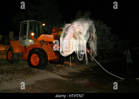 Retraite baleine morte sur une plage de Majorque Banque D'Images