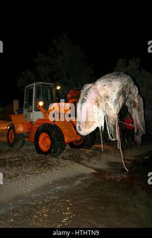 Retraite baleine morte sur une plage de Majorque Banque D'Images