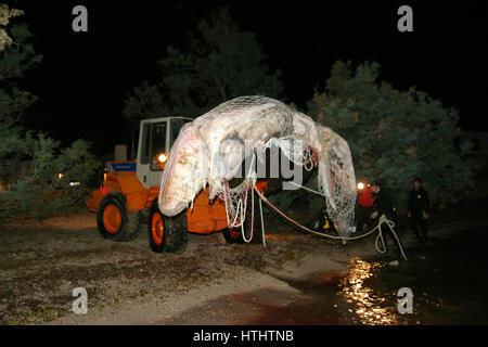 Retraite baleine morte sur une plage de Majorque Banque D'Images