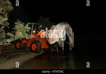 Retraite baleine morte sur une plage de Majorque Banque D'Images