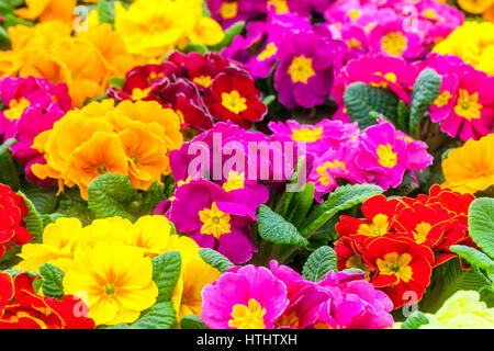 Primevère, Primula acaulis, primevères, Garden Polyanthus Banque D'Images