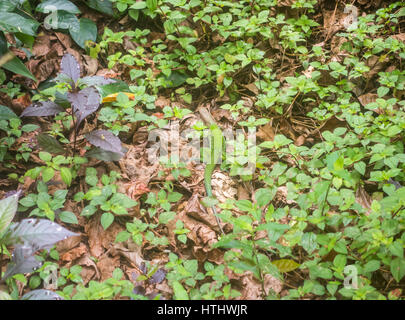 Un homme camouflé ameiva géant (AKA coureur géant) scurries à travers la jungle-de-chaussée. Banque D'Images