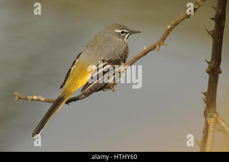 Une superbe femme Bergeronnette des ruisseaux (Motacilla cinerea) perché sur un buisson. C'était regarder et l'affichage à la femelle. Banque D'Images