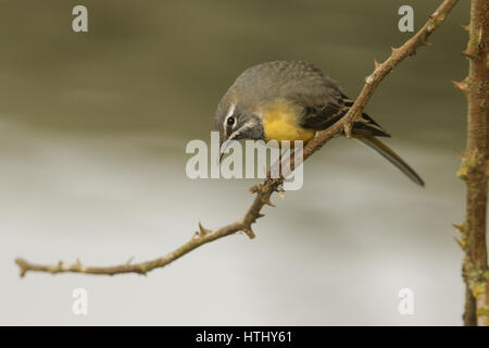 Une superbe femme Bergeronnette des ruisseaux (Motacilla cinerea) perché sur un buisson. C'était regarder et l'affichage à la femelle. Banque D'Images
