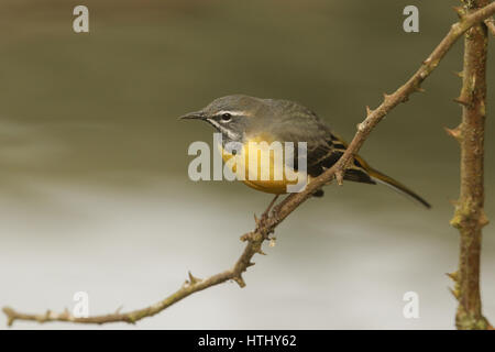 Une superbe femme Bergeronnette des ruisseaux (Motacilla cinerea) perché sur un buisson. C'était regarder et l'affichage à la femelle. Banque D'Images