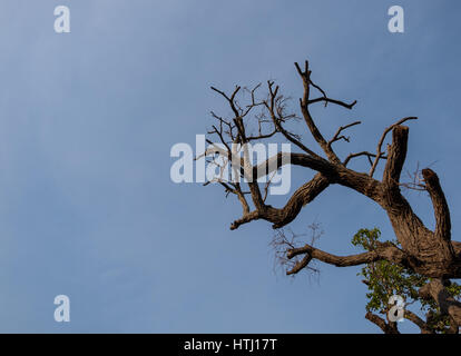 Vue de dessous du grand arbre avec fond de ciel bleu. Banque D'Images
