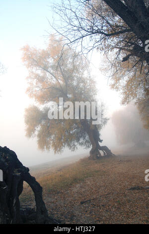 Un arbre dans un brouillard épais sur la rive de la rivière d'automne Banque D'Images