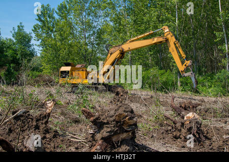 La foresterie. Retrait des souches avec une excavatrice. Banque D'Images