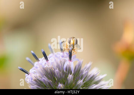 Un Hoverfly (Syrphus Ribesii) se nourrissant d'un chardon du globe (Echinops Ritro) Banque D'Images